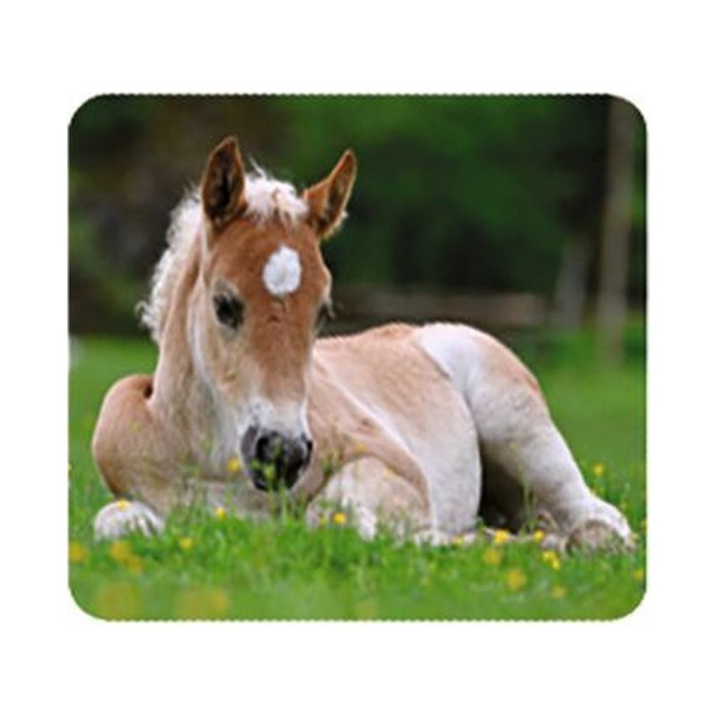 Small Slideshow Animal