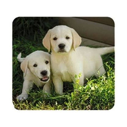 Small Slideshow Animal